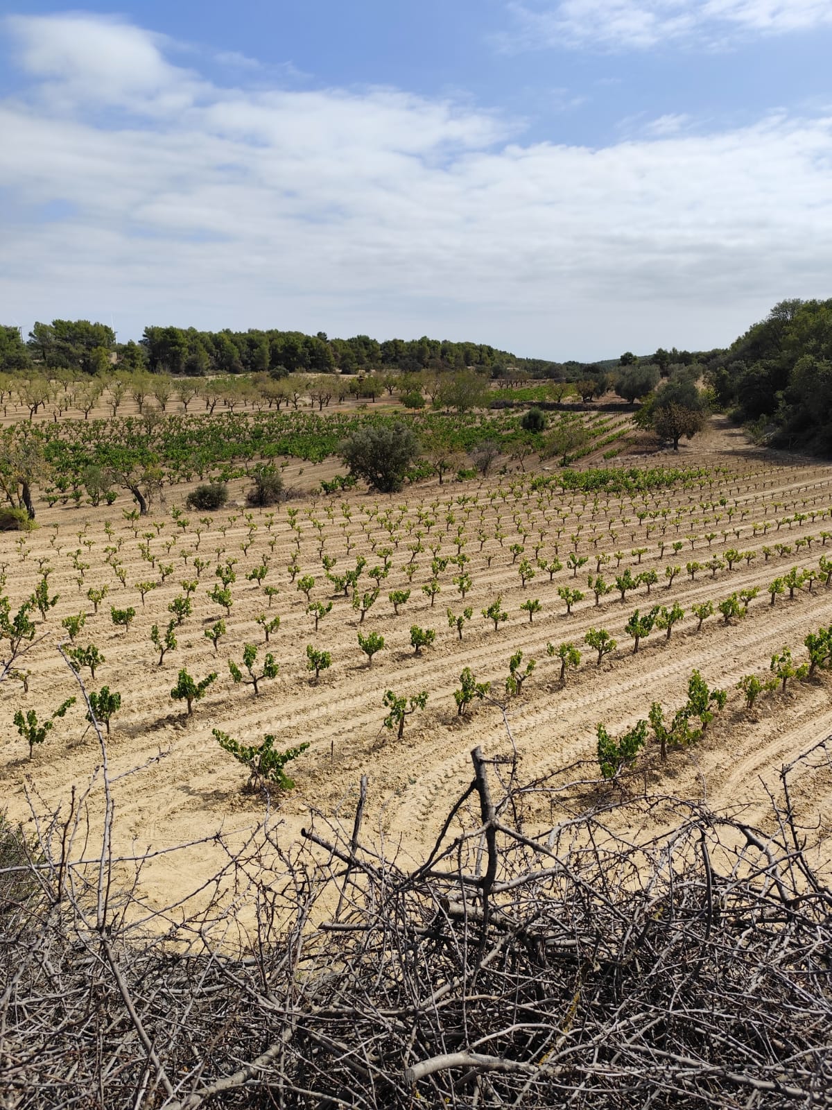 Vinyes